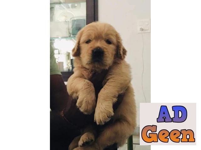 used Golden Retriever pups show quality available in Delhi for sale 